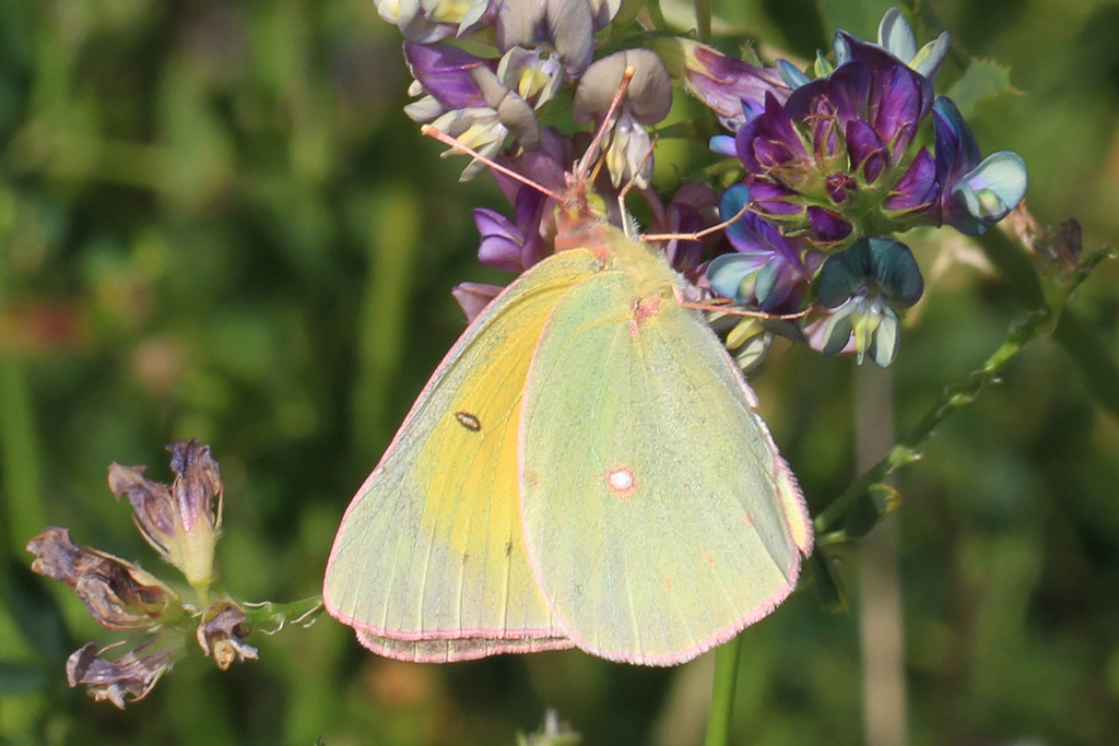 Christina's Sulphur