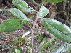 Styrax trichocalyx