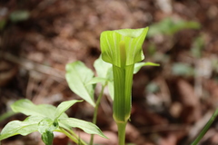 Arisaema amurense