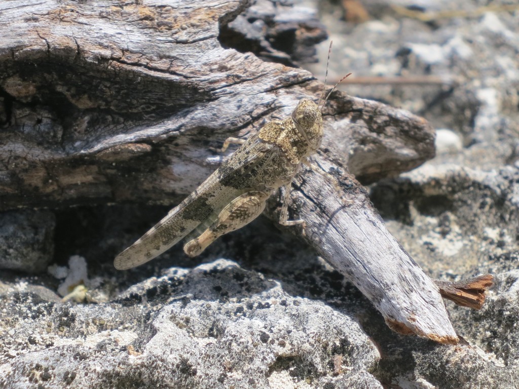 Sphingonotus haitensis