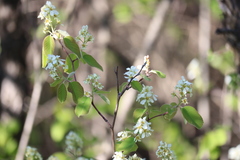 Amelanchier humilis