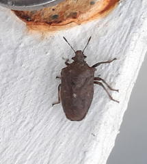 Amaurochrous cinctipes