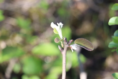 Amelanchier humilis