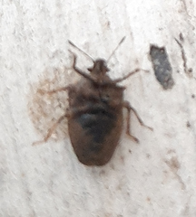 Amaurochrous cinctipes