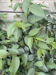Ulmus pumila