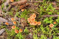 Cortinarius mastoideus
