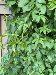 Parthenocissus quinquefolia