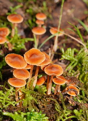 Cortinarius mastoideus