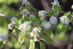 Amelanchier humilis
