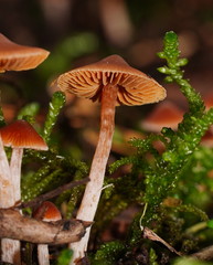 Cortinarius mastoideus