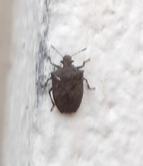 Amaurochrous cinctipes