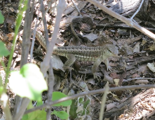 Leiocephalus schreibersii