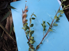Sphyrospermum buxifolium