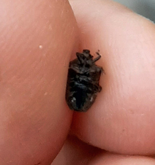 Amaurochrous cinctipes