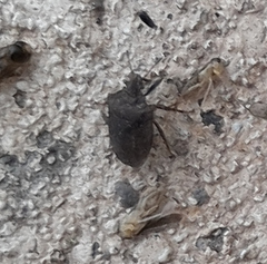 Amaurochrous cinctipes