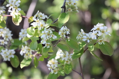 Amelanchier humilis
