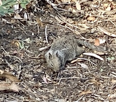 Otospermophilus beecheyi