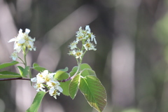 Amelanchier humilis