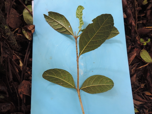 Citharexylum reticulatum, photograph 1
