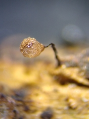 Cribraria mirabilis