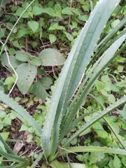 Dasylirion berlandieri