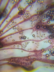 Cribraria mirabilis