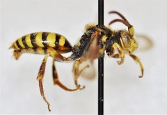 Nomada imbricata