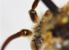 Nomada imbricata