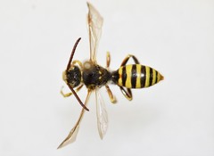 Nomada imbricata