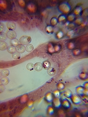 Cribraria mirabilis