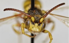 Nomada imbricata