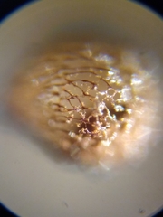 Cribraria mirabilis