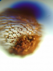 Cribraria mirabilis