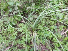 Dasylirion berlandieri