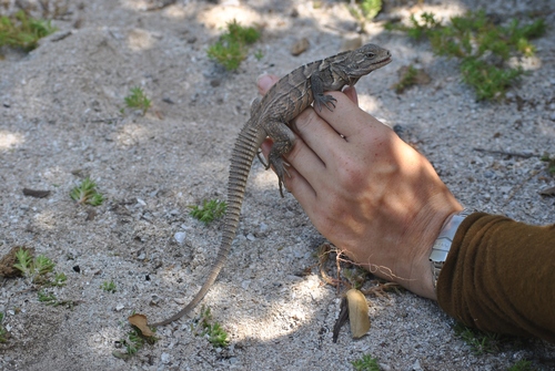 Ricord's Rock Iguana