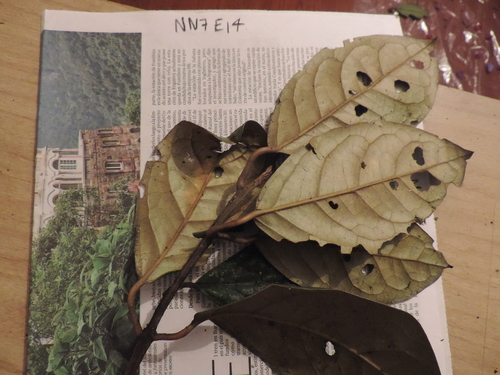 Image of Hieronyma Asperifolia (Hieronyma asperifolia) by (c) Nicolás Baresch Uribe, some rights reserved (CC BY)