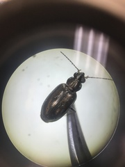 Bembidion cheyennense