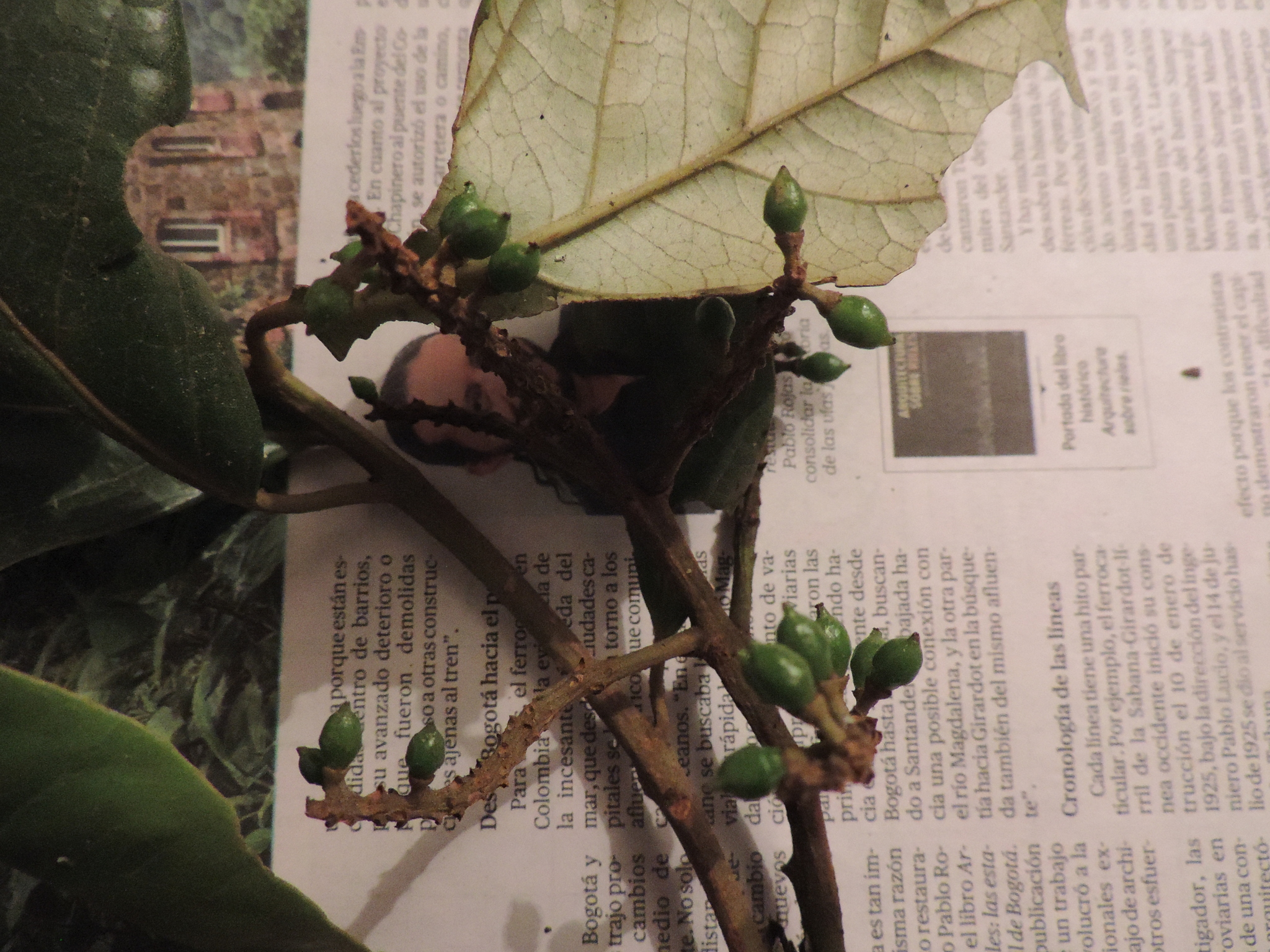Hieronyma asperifolia