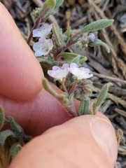 Phacelia austromontana