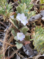 Phacelia austromontana