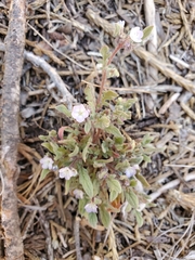 Phacelia austromontana