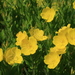 Narrow-leaved Sundrops - Photo (c) John Brandauer, some rights reserved (CC BY-NC-ND)