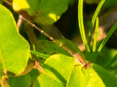 Argia tibialis
