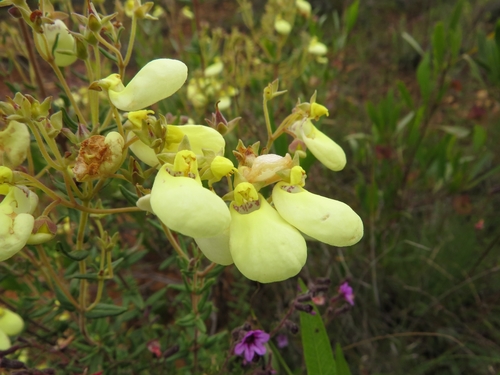 Calceolaria melissifolia (Calceolaria melissifolia)
