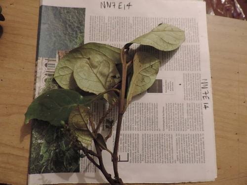 Image of Hieronyma Asperifolia (Hieronyma asperifolia) by (c) Nicolás Baresch Uribe, some rights reserved (CC BY)