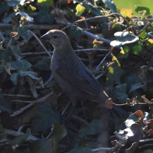 Brown-headed Cowbird photographed in Massachusetts