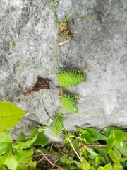 Echinopepon wrightii