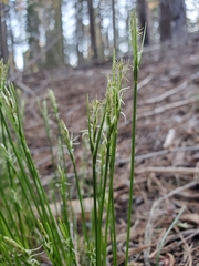 Carex multicaulis