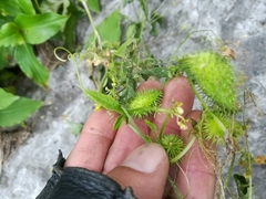 Echinopepon wrightii