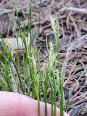 Carex multicaulis
